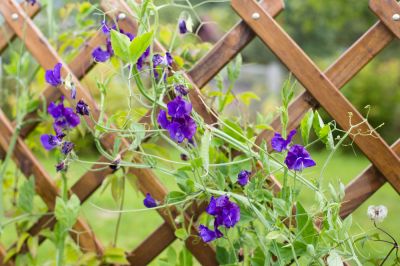 Wall Trellis Installation - Trellis Hallettsville, Texas